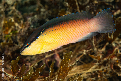 blackstripe dottyback fish yellow variation photo