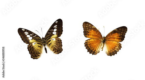 Set of butterflies © Ortis