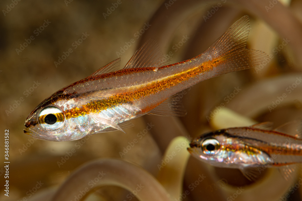 Fototapeta premium young juvenile cavite cardinalfish fish