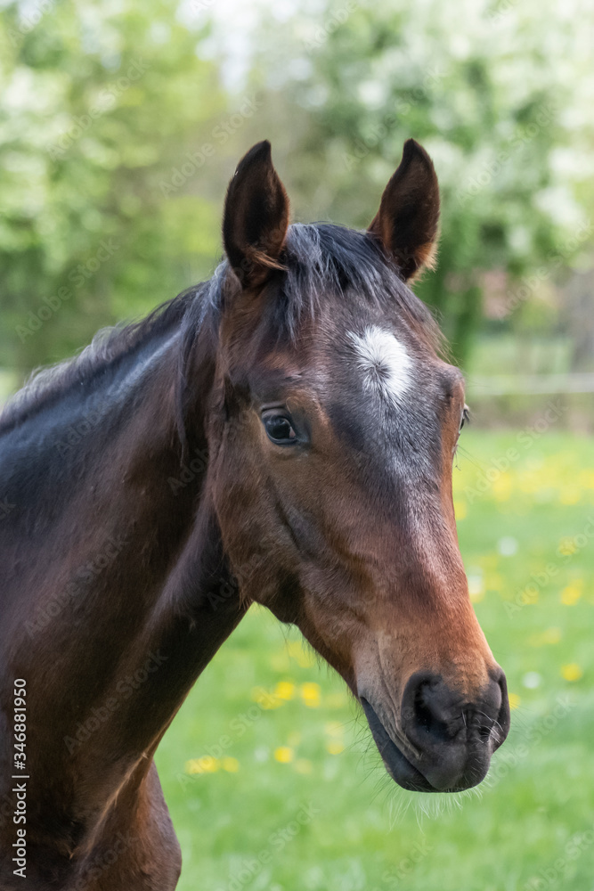 Portrait of a young stallionin the pasture for the first time on a sunny spring day. Blue sky. dressage and jumping horse stallions in a meadow. Breeding horses