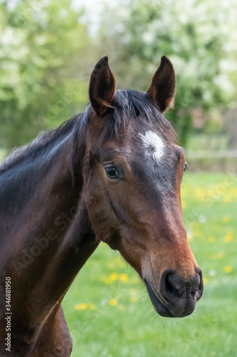 Portrait of a young stallionin the pasture for the first time on a sunny spring day. Blue sky. dressage and jumping horse stallions in a meadow. Breeding horses © Dasya - Dasya