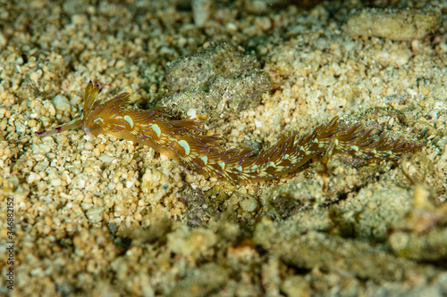 blue dragon nudibranch sea slug