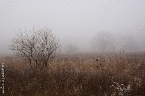 field on misty morning 