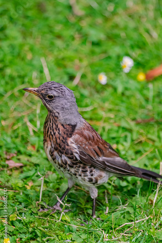  song thrush, (Turdus philomelos), on green grass surface