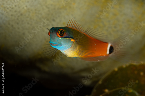 blue tailspot coralblenny fish blenny photo