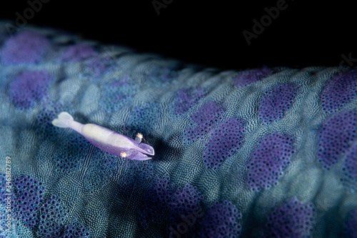 blue sea star commensal shrimp photo