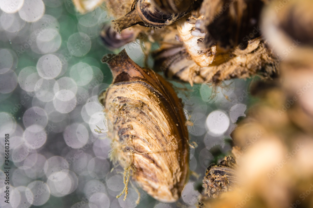 Fototapeta premium Fresh water Crab
