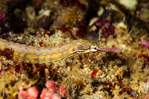 orange-spotted pipefish fish on sandy bottom photo