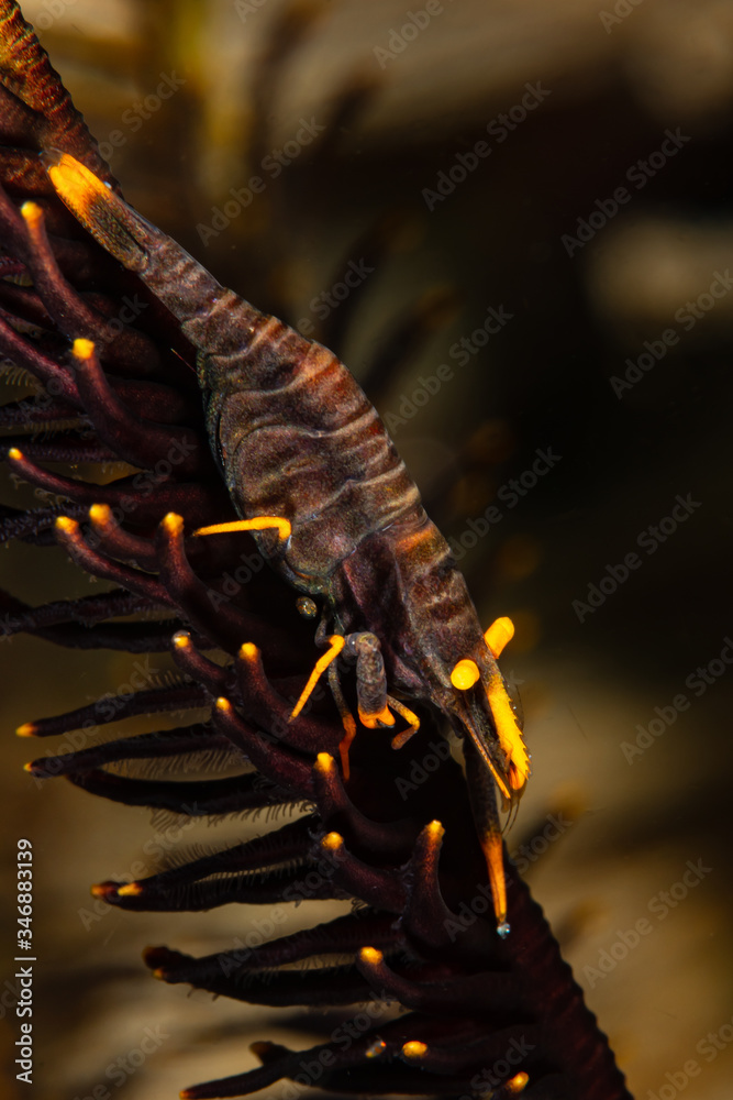 Fototapeta black yellow ambon crinoid commensal shrimp