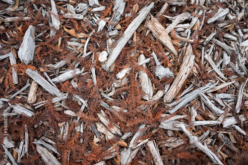 soil texture of a forest of sticks and dried leaves