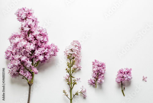 

Pink and purple lilac branches on a white background, a bouquet of lilacs and lilac flowers in water, splashes from lilacs