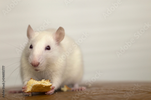 White domestic rat eating bread. Pet animal at home.
