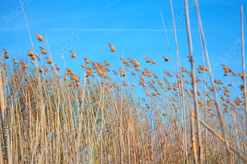 nature background with dry reed plants