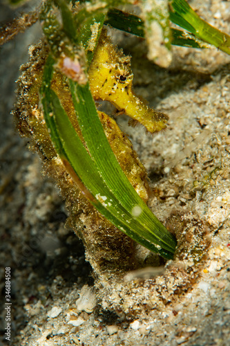 tigertail seahorse on a sandy bottom photo