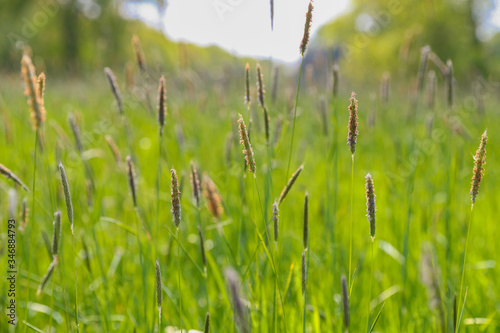 Blühende Gräser auf einer Wiese mit blauem Himmel Heuschnupfen Allergie © KrischiMeier