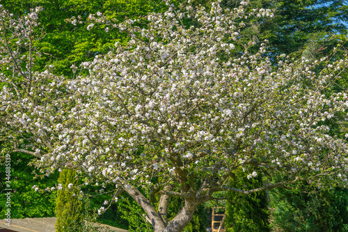 Fototapeta Naklejka Na Ścianę i Meble -  apple blossom