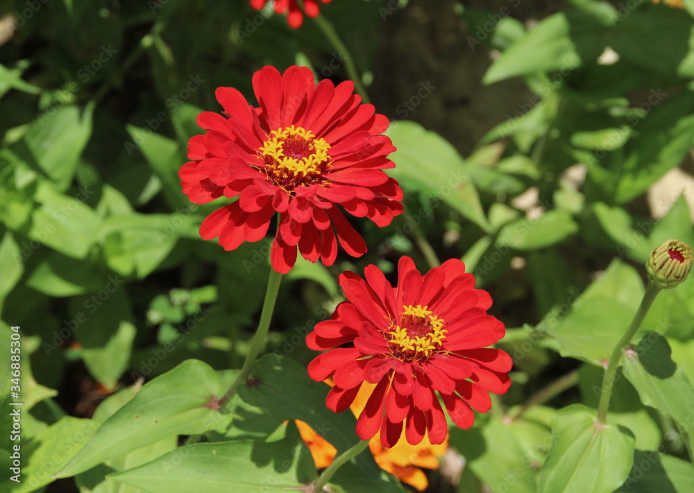 Fototapeta premium Double red Zinnias.