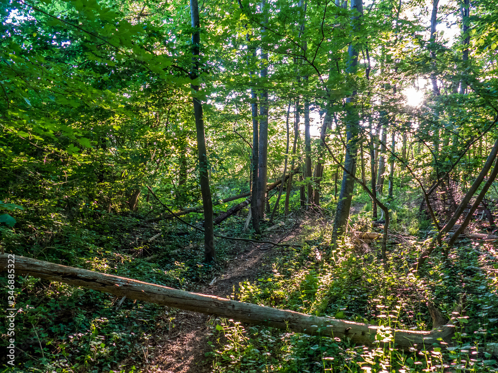 Obraz premium Weg durch den Wald im Frühjahr