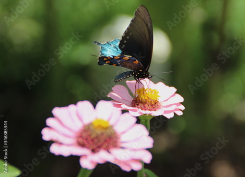 Spicebush Butterfly on a Zinnia