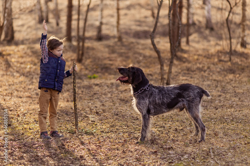 happy boy trains a puppy in nature in the park. A child walks with a big dog. Best friends animals. Drathaar is a German breed. childhood leisure game. Training team to lie. Young canine. 