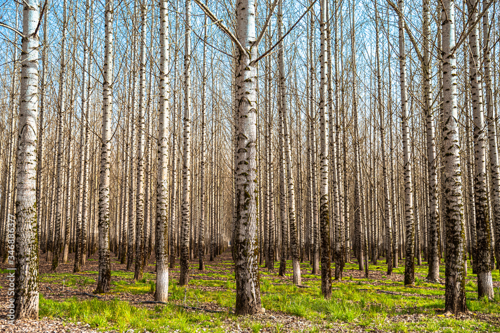 Fototapeta premium birch grove in spring