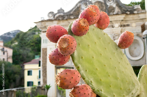 Close up of some fruits of a prickly pear plant a typical mediterranean plant in a botanic garden In Salerno, Italy.