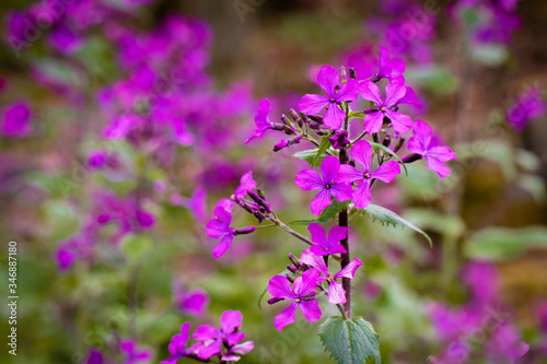 Annual Honesty lunaria annua flower