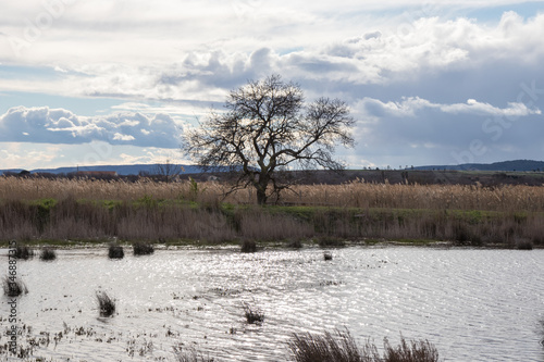 A tree in winter at the edge of a pond