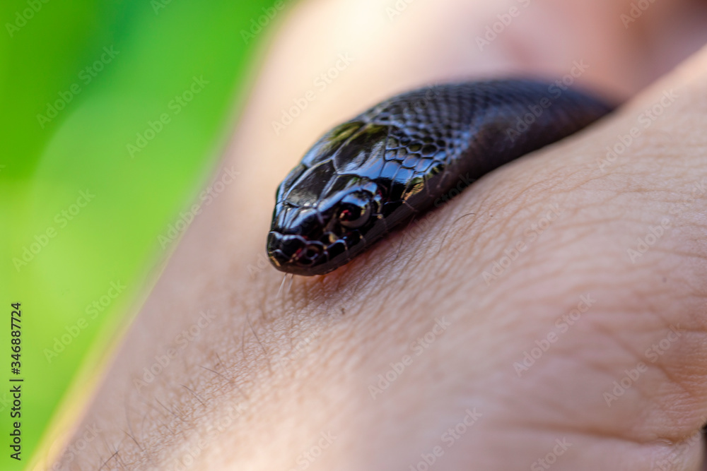 The Mexican black kingsnake (Lampropeltis of getula part colubrid the kingsnake. Photo | and larger a subspecies of nigrita) the of Stock common Stock snakes, Adobe family is