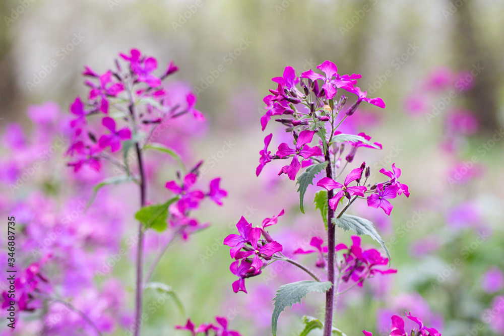 Annual Honesty lunaria annua flower