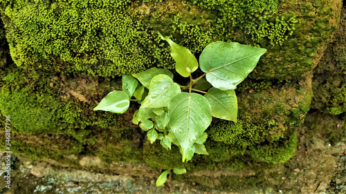 a pipal plant growing on the old mossy bricks wall photo