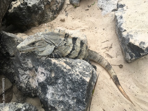 Closeup profile face and body of reptile. Lizard with dark eys, danger face scaly and spiny skin, wide open mouth Mexican grey striped iguana on the stone Look away