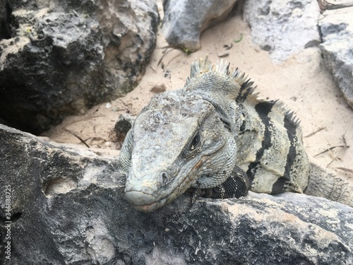 Closeup face and body of reptile. Lizard with open eys, danger face scaly and spiny skin. Mexican grey striped iguana on the stone, portrait. Looking straight