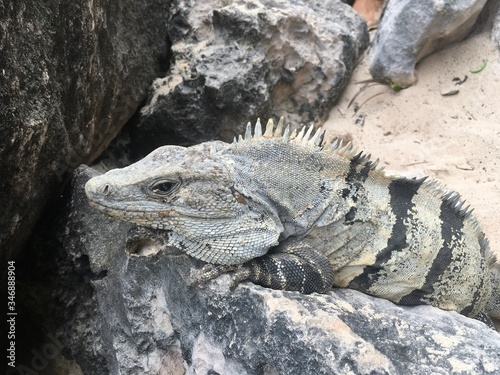 Closeup profile face and body of reptile. Lizard with dark eys, danger face scaly and spiny skin, wide open mouth Mexican grey striped iguana on the stone Look away
