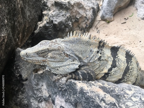 Closeup profile face and body of reptile. Lizard with closed eys, danger face scaly and spiny skin, wide open mouth Mexican grey striped iguana on the stone Look away