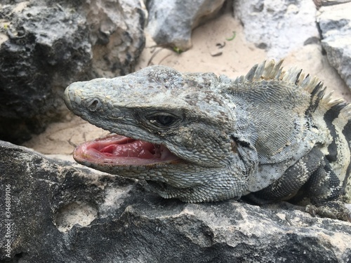 Closeup profile face of reptile. Lizard with dark eys, danger face scaly and spiny skin, wide open mouth Mexican grey striped iguana on the stone, portrait. Look away
