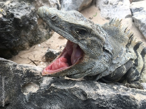 Closeup profile face of reptile. Lizard with dark eys, danger face scaly and spiny skin, wide open mouth Mexican grey striped iguana on the stone, portrait. Look away