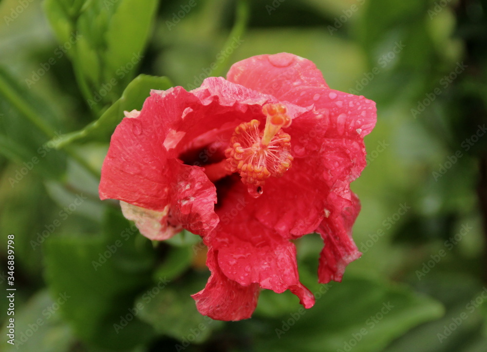 Red hibiscus after a morning rainstorm. Red hibiscus after a morning rainstorm.