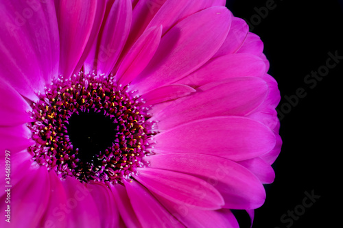 Close up photo of a Single Pink Gerbera with a Black Background.