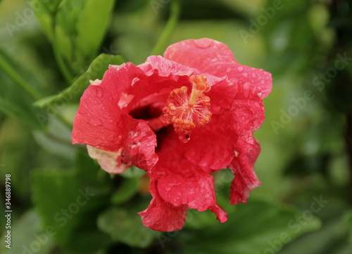 Red hibiscus after a morning rainstorm.