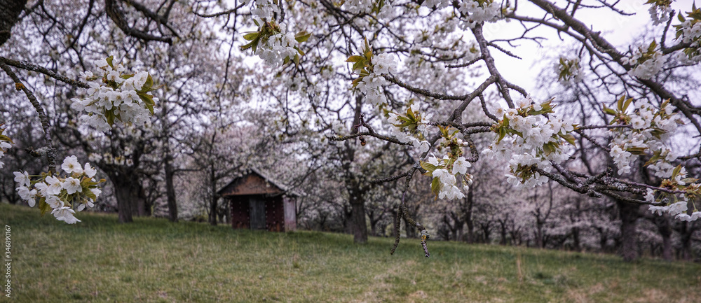 old ruined house between appletrees old ruined house between appletrees