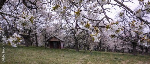 old ruined house between appletrees photo