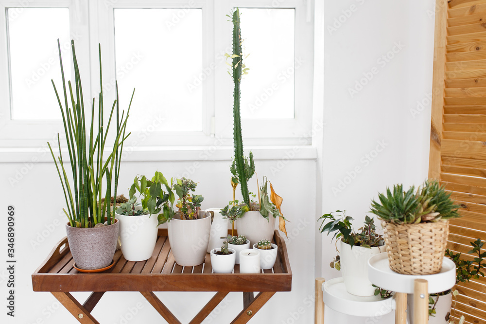 Flower corner, modern eco-friendly shelves with plants in the house apartment decor design plants greenery pots gardener