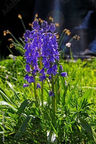 Bluebells on a River Bank