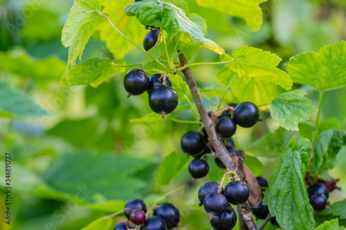 Branch of black currant in the garden