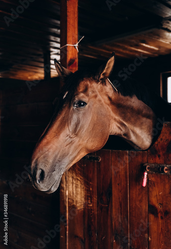 a portrait of a brown horse in stable