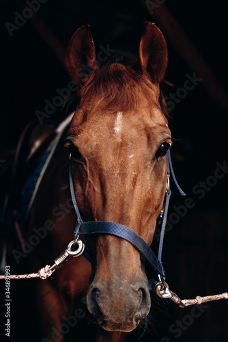 a brown old horse portrait