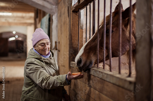 An old woman in a stable feeds a horse. Communication with the hoss of an elderly person. Farm friend. Hippotherapy. senior elder woman nursing home leisure hobby