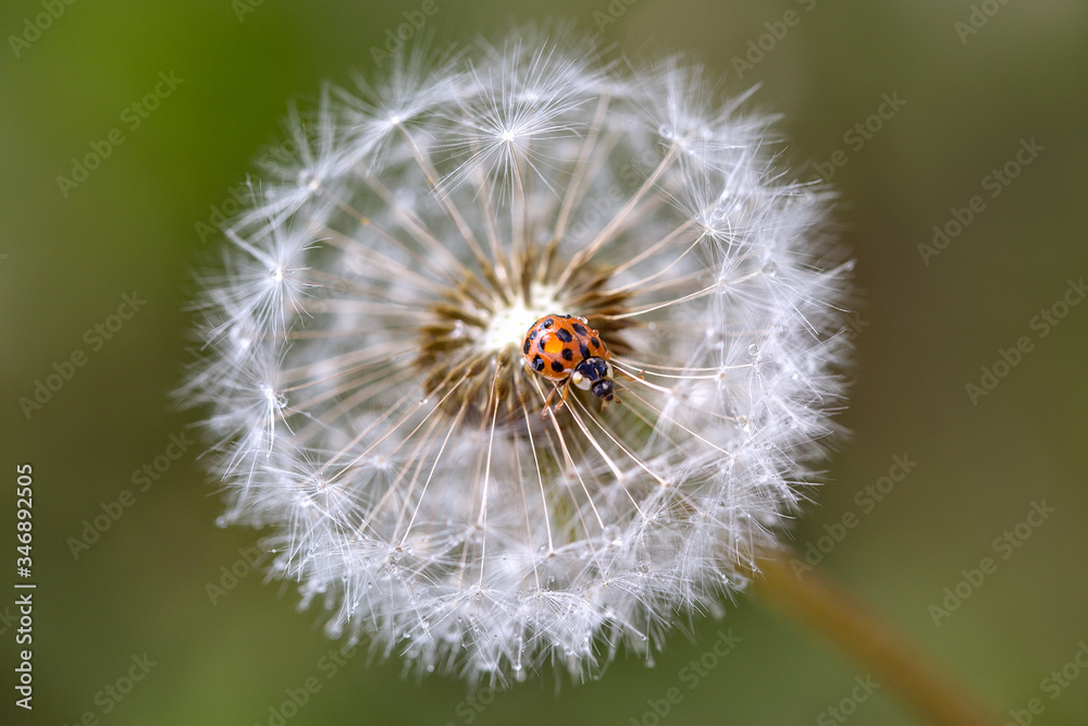 Fototapeta ladybug on a dandelion