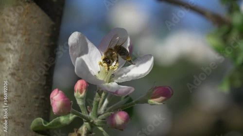 Bee pollinates a flower